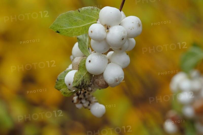 Common snowberry (Symphoricarpos albus) branch with some white fruits in autumn, Wilnsdorf, North Rhine-Westphalia, Germany, Europe