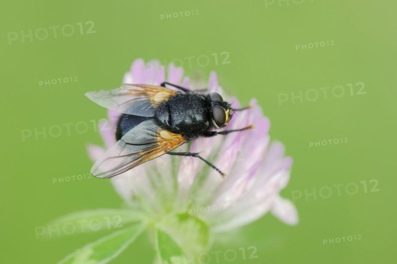 Cattle fly or noonday fly (Mesembrina meridiana) on red clover (Trifolium pratense), North Rhine-Westphalia, Germany, Europe