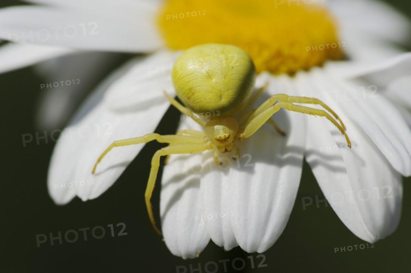 Goldenrod crab spider (Misumena vatia), female on the flower of a daisy (Leucanthemum vulgare, Chrysanthemum leucanthemum), North Rhine-Westphalia, Germany, Europe