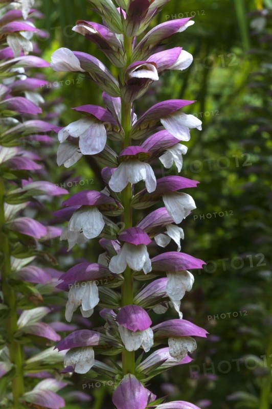 Inflorescence of bear's breeches (Acanthus) in the Parc Floral et Tropical de la Court d'Aron, Saint Cyr en Talmondais, Vandee, France, Europe