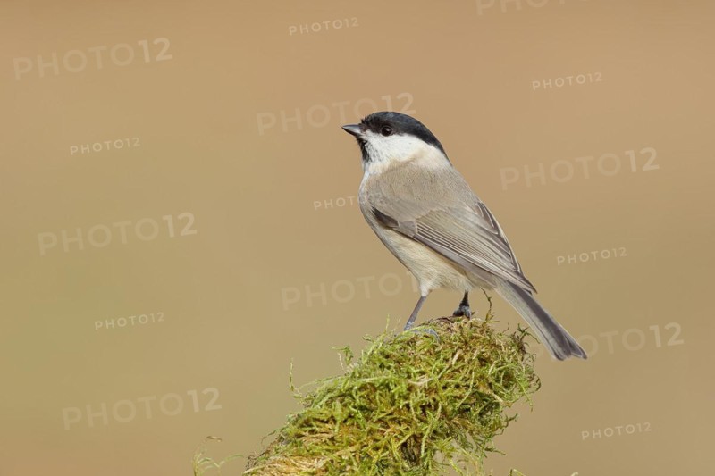 Marsh tit (Parus palustris) on a branch overgrown with moss, Siegerland, North Rhine-Westphalia, Germany, Europe