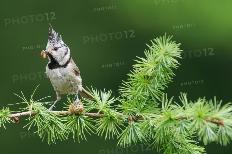 Crested Tit (Lophophanes cristatus), sitting with food in a larch branch, North Rhine-Westphalia, Germany, Europe