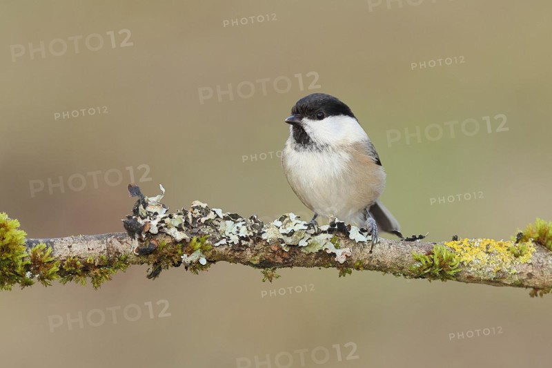Willow Tit (Parus montanus) sitting on a branch overgrown with moss and lichen, Wilnsdorf, North Rhine-Westphalia, Germany, Europe