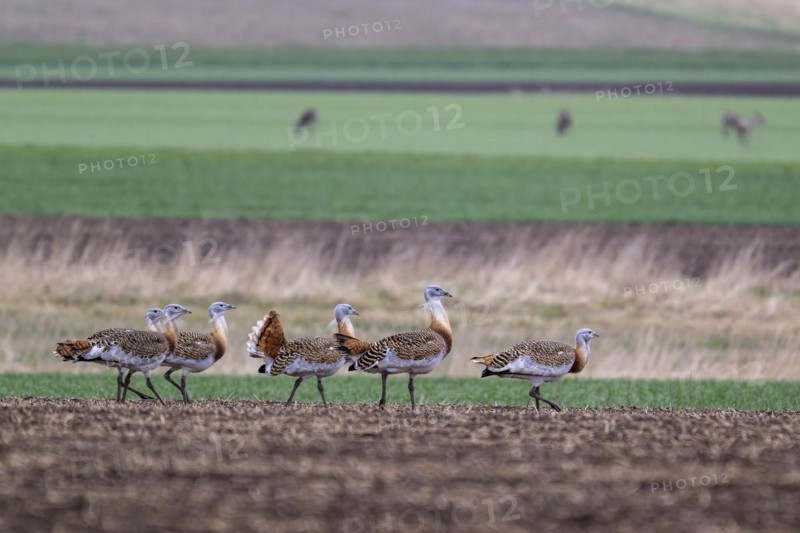 Several great bustards (Otis tarda) in a field, cockerels, Lower Austria, Austria, Europe