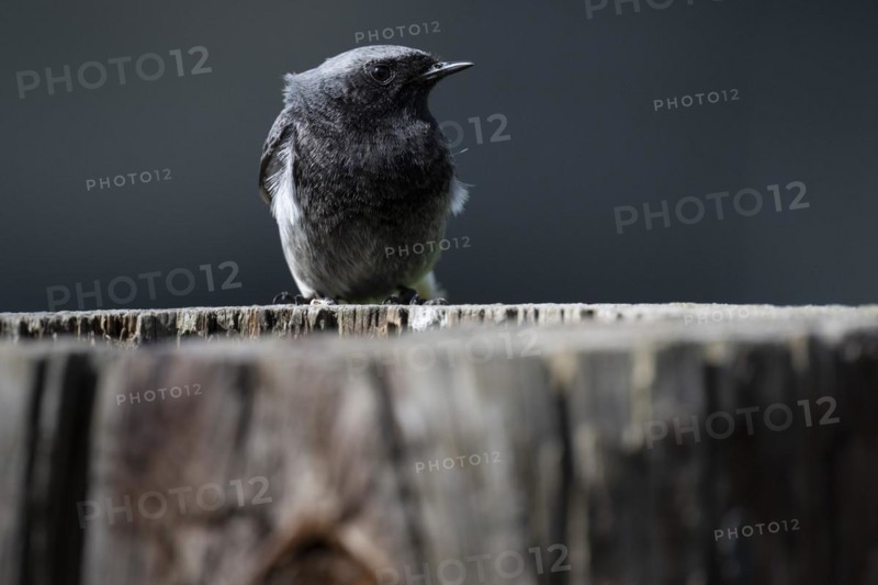 Black redstart (Phoenicurus ochruros), young bird, sitting on a tree trunk, Stuttgart, Baden-Wuerttemberg, Germany, Europe