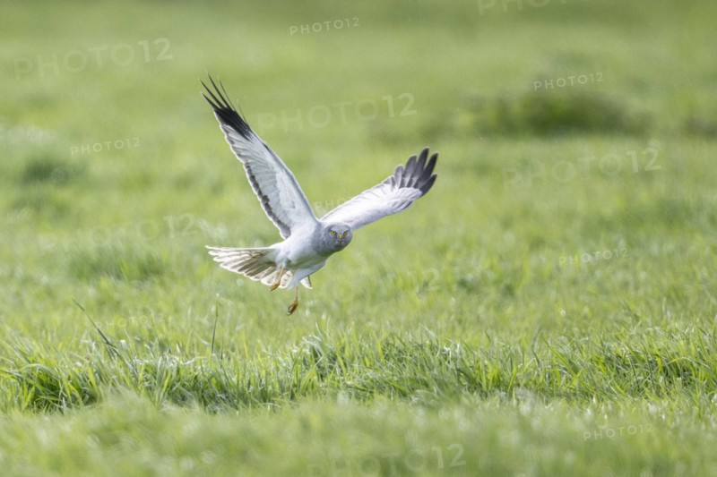 Hen harrier (Circus cyaneus) flying, Emsland, Lower Saxony, Germany, Europe