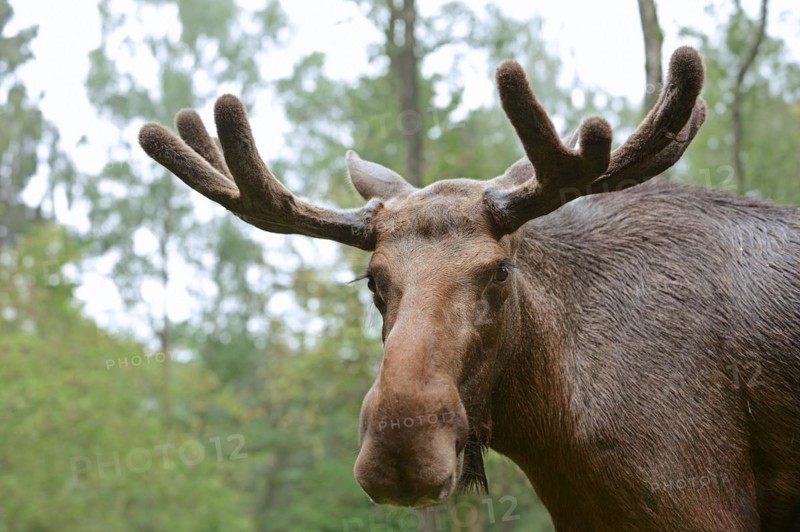 Eurasian elk (Alces alces alces), bull elk, portrait, captive, Germany, Europe