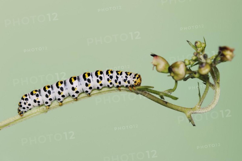 Brown-root monk (Shargacucullia scrophulariae), caterpillar on knotted brown-root or knotted brown-root (Scrophularia nodosa), North Rhine-Westphalia, Germany, Europe