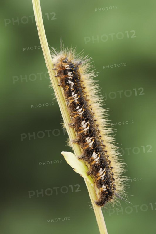 Drinker moth (Euthrix potatoria), caterpillar, North Rhine-Westphalia, Germany, Europe