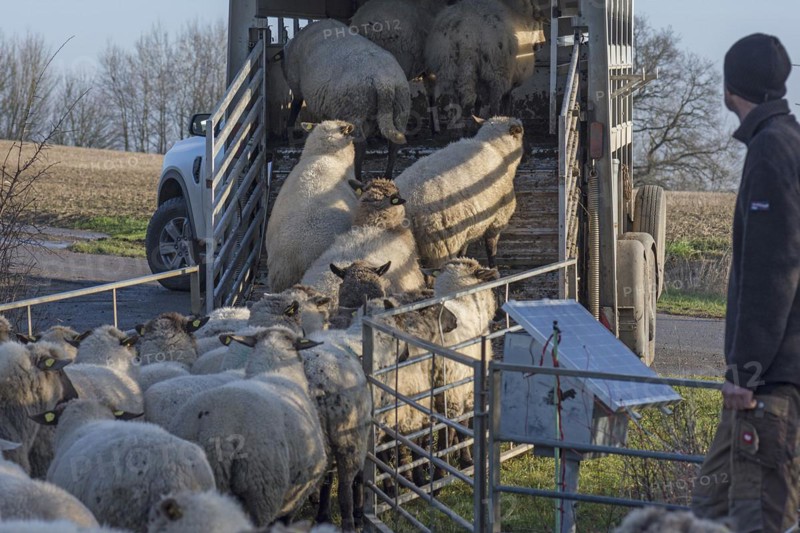 Black-headed domestic sheep (Ovis gmelini aries) being loaded into a double-decker livestock trailer, shepherd on the right, Mecklenburg-Western Pomerania, Germany, Europe