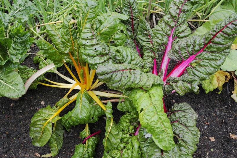 Yellow chard and red chard (Beta vulgaris subsp. vulgaris), North Rhine-Westphalia, Germany, Europe