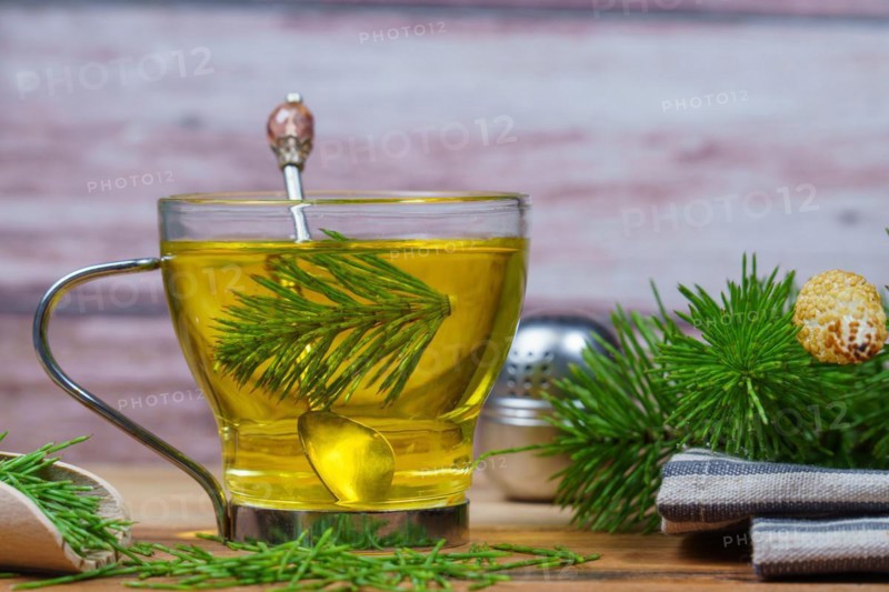 Infusion of horsetail Equisetum arvense, medicinal plant for health care with fresh branches just picked from the field