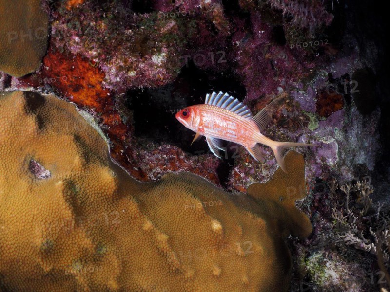 Longspine squirrelfish (Holocentrus rufus) at night, dive site John Pennekamp Coral Reef State Park, Key Largo, Florida Keys, Florida, USA, North America