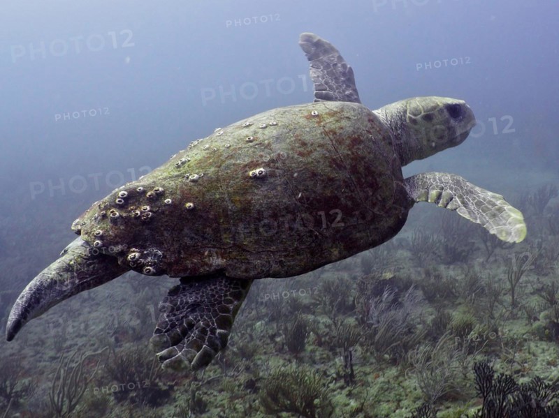 Loggerhead sea turtle (Caretta caretta), dive site Breakers, Palm Beach, Florida, USA, North America