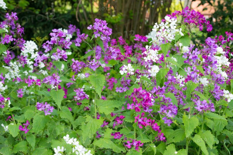 A colourful flower bed with purple and white flower-bed, annual honesty (Lunaria annua) or garden silverleaf, Judas silverleaf, Judas penny, silver thaler, violet or garden moon violet, fresh green leaves, garden, spring, springtime, Allertal, Lower Saxony, Germany, Europe