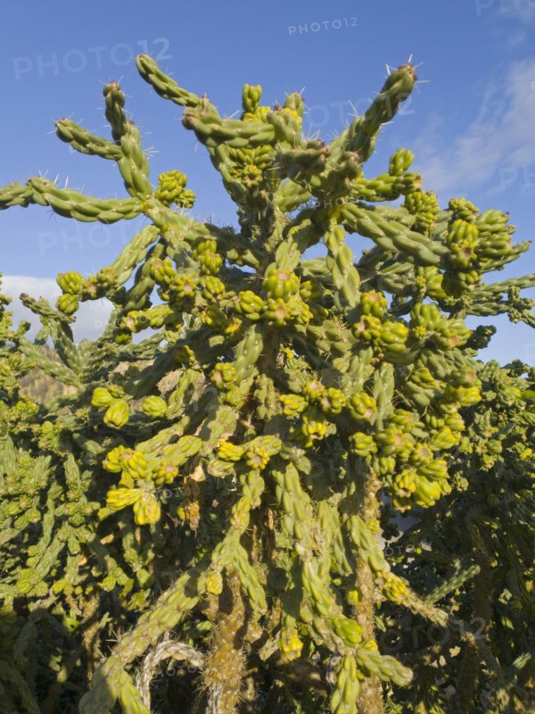 A large green cactus under a blue sky in natural sunlight, prickly pear, Valtierra, Navarra, Spain, Europe