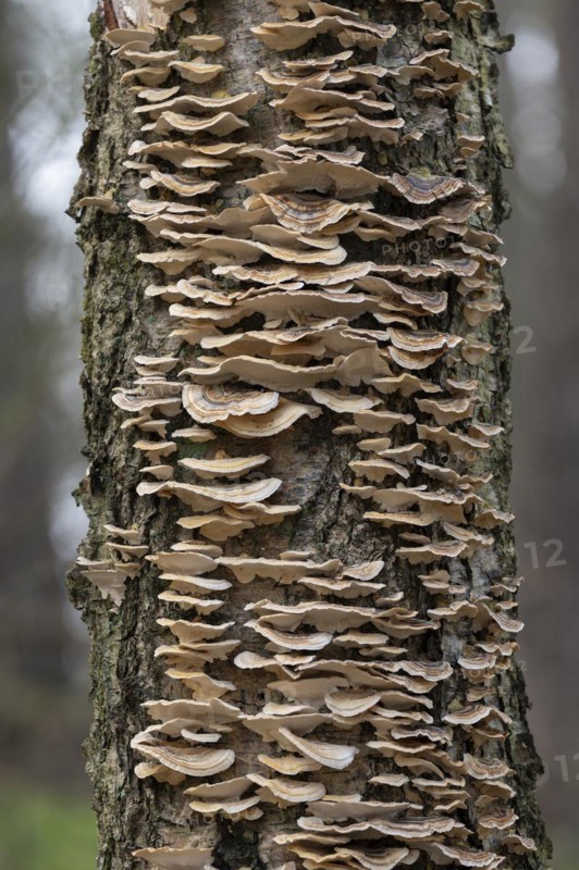 Butterfly tramete (Trametes versicolor), many fruiting bodies on a dead birch (Betula), Lower Saxony, Germany, Europe