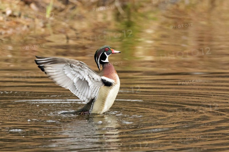 Wood duck (Aix sponsa), male flapping wings on a lake, City of Saint-Mathieu-du-Parc, province of Quebec, Canada, North America
