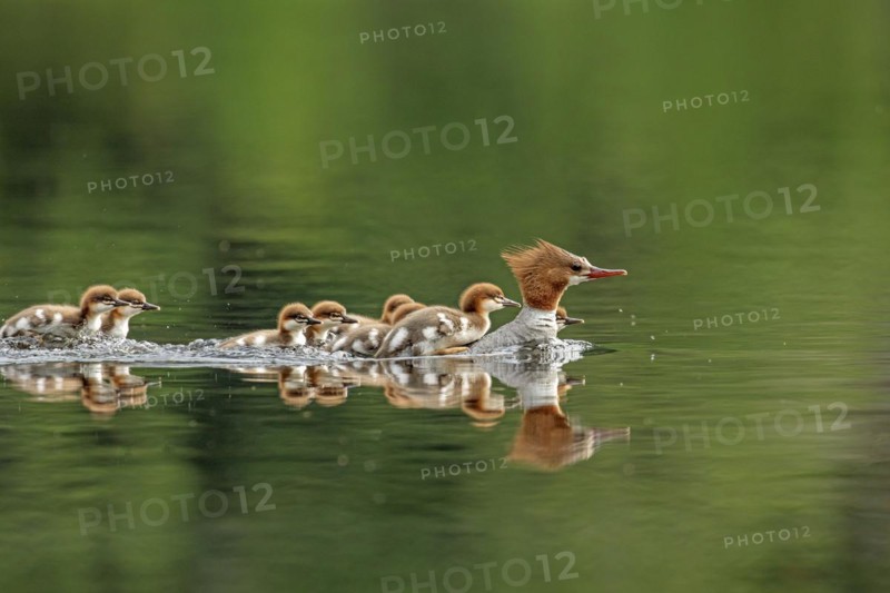 Common mergansers (mergus merganser), female swimming and carrying babies on her back, La Mauricie national park, province of Quebec, Canada, North America