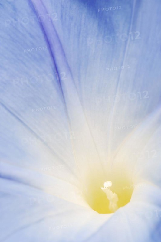 Three-colored morning glory (Ipomoea tricolor), detail of the flower, native to Mexico, ornamental plant, North Rhine-Westphalia, Germany, Europe