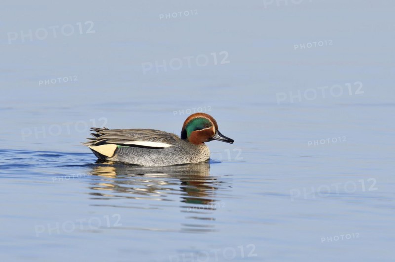 Eurasian teal (Anas crecca), drake, North Rhine-Westphalia, Germany, Europe