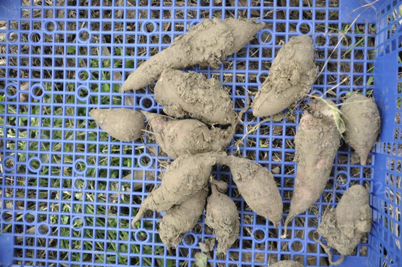 Yacon harvest in a garden