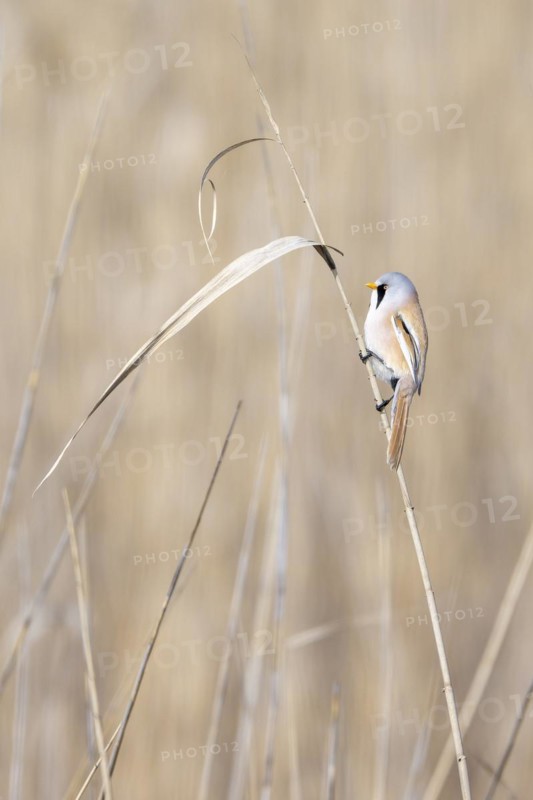 Bearded reedling (Panurus biarmicus), male, sitting in the reeds, Lake Neusiedl-Seewinkel National Park, Burgenland, Austria, Europe