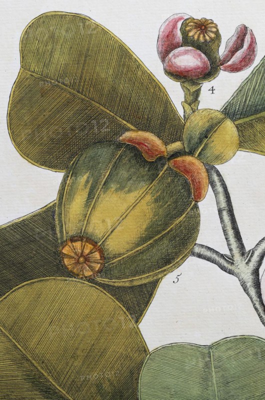 Fruit, blossom, balsam tree (Commiphora opobalsamum, Amyris opobalsamum) hand-coloured copperplate engraving by Mark Catesby, Natural History of Carolina, Florida and the Bahama Islands, 1754