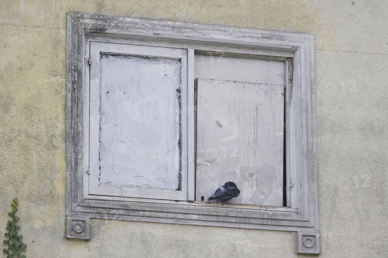 City pigeon, spring, Germany, Europe