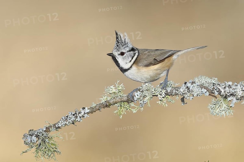 Crested tit (Lophophanes cristatus), sitting on a branch overgrown with reindeer lichen (Cladonia rangiferina), North Rhine-Westphalia, Germany, Europe