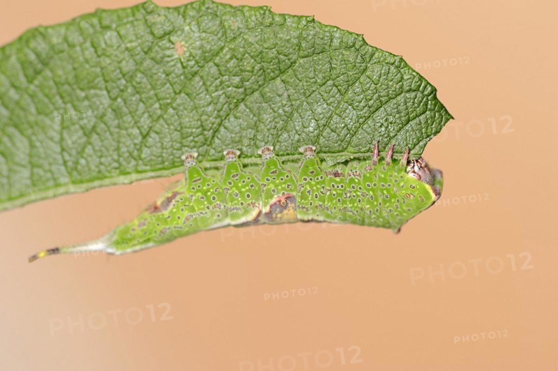 Sallow kitten moth (Furcula furcula), caterpillar feeding on a leaf, North Rhine-Westphalia, Germany, Europe