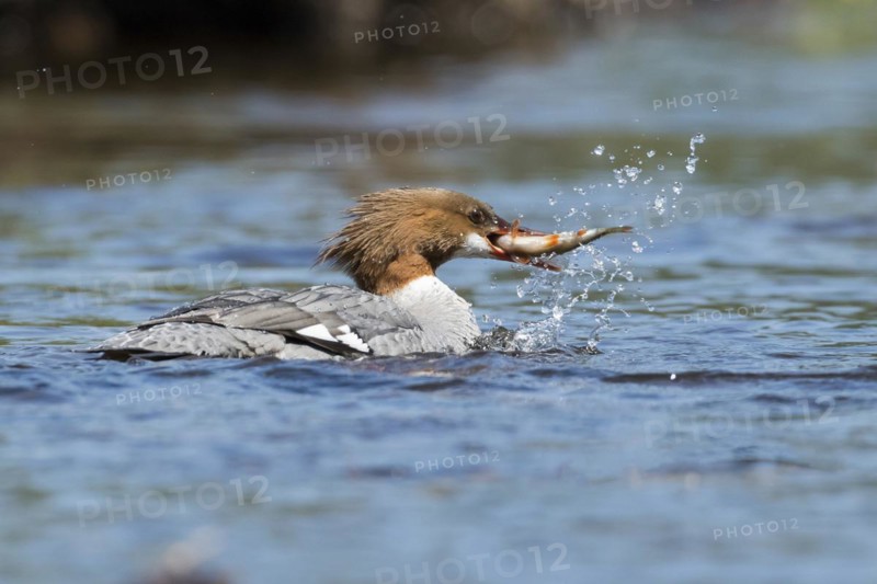 Common merganser (Mergus merganser) . female catching a fish, La Mauricie national park, province of Quebec, Canada, North America