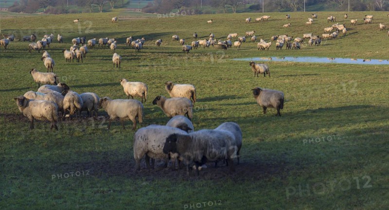 Black-headed domestic sheep (Ovis gmelini aries) on pasture, Mecklenburg-Western Pomerania, Germany, Europe