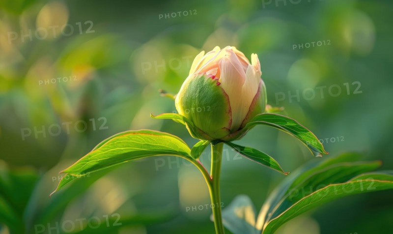 A single peony bud about to bloom against a backdrop of green foliage AI generated