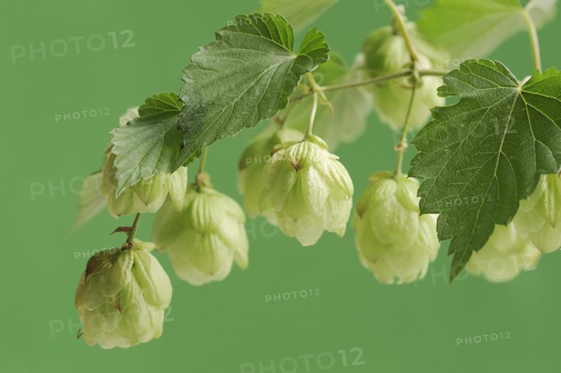 Common hop (Humulus lupulus), fruit clusters, North Rhine-Westphalia, Germany, Europe