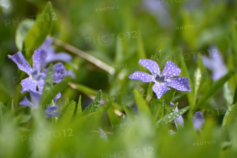 Lesser periwinkle (Vinca minor) in early spring in the forest of the Hunsrueck-Hochwald National Park, Rhineland-Palatinate, Germany, Europe