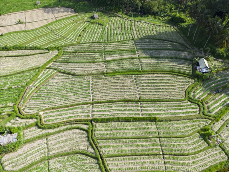 Cultivation of pak choi in Sidemen, Amed, Karangasem, Bali, Indonesia, Asia