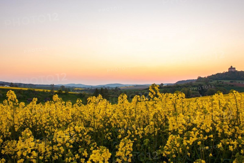 Landscape at sunrise. Beautiful morning landscape with fresh yellow rape fields in spring. Small castle in the yellow fields on a hill. Historic Ronneburg Castle in the middle of nature, Ronneburg, Hesse, Germany, Europe