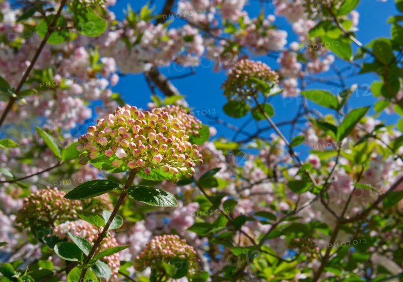 Fragrant Snowball (Viburnum carlcephalum)