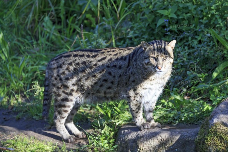 An attentive fishing cat (Prionailurus viverrinus)