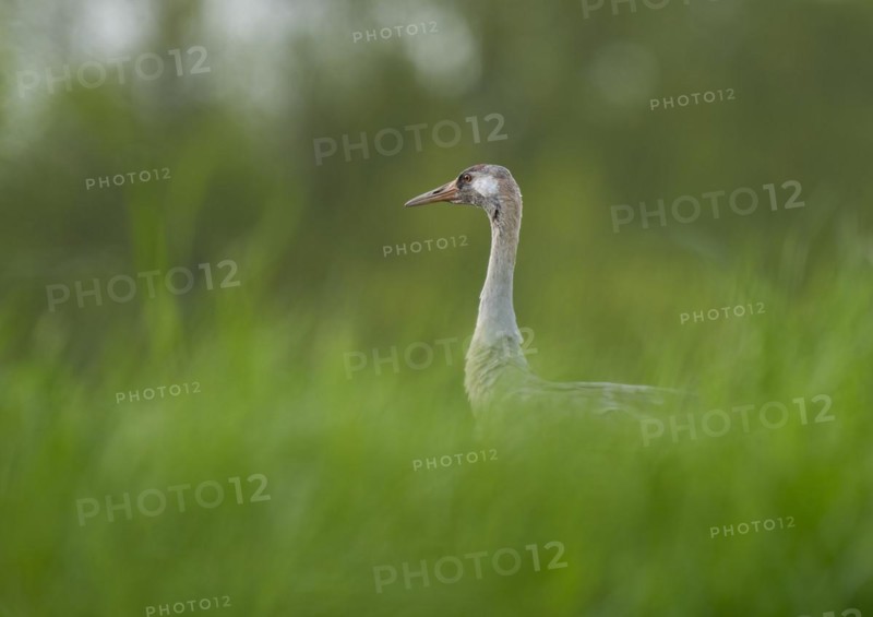Crane (Grus grus) standing in a grain field, Lower Saxony, Germany, Europe