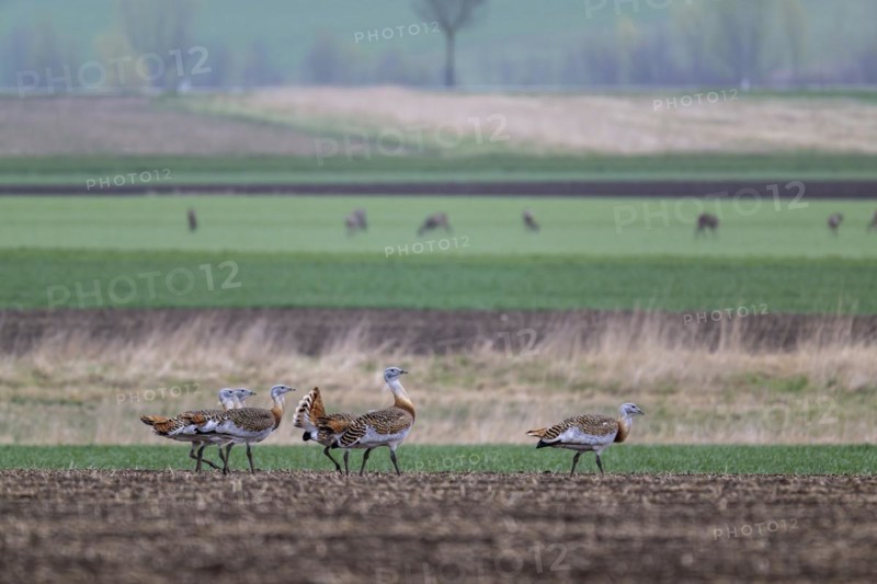 Several great bustards (Otis tarda) in a field, cockerels, Lower Austria, Austria, Europe