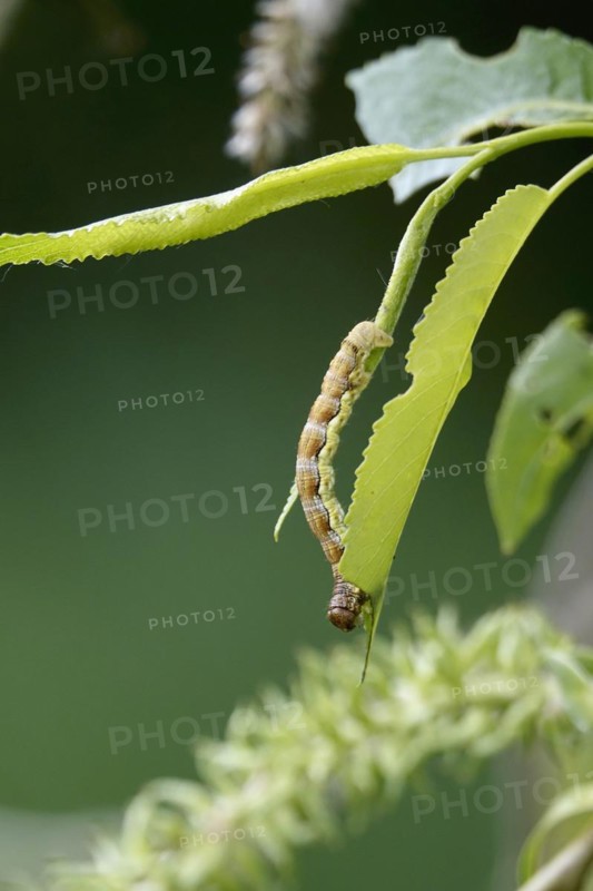 Mottled umber (Erannis defoliaria), caterpillar, spring, Germany, Europe