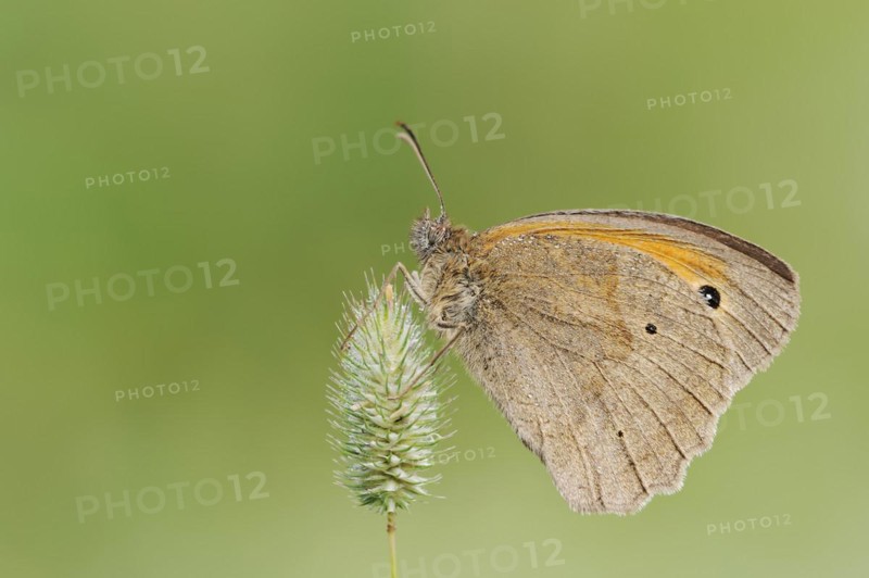 Meadow brown (Maniola jurtina), North Rhine-Westphalia, Germany, Europe
