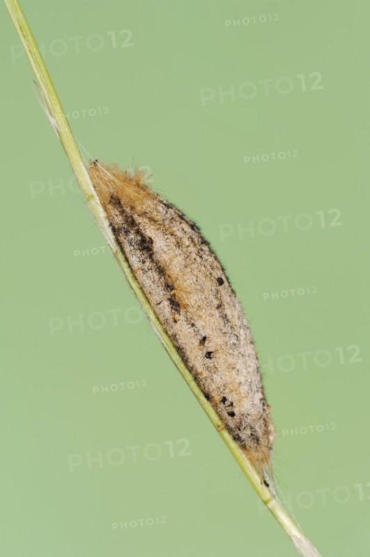 Drinker moth (Euthrix potatoria), cocoon, North Rhine-Westphalia, Germany, Europe