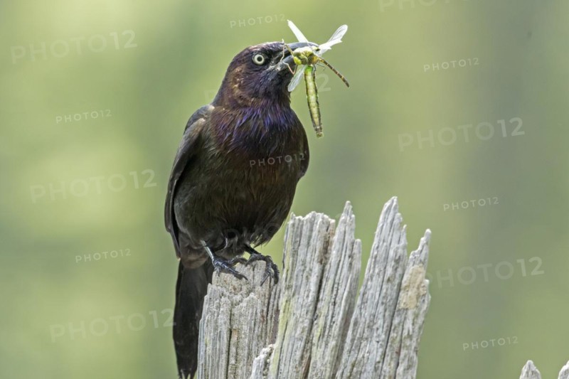 Common grackle (Quiscalus quiscula) bringing insects to the nest to feed the babies. La Mauricie national park, province of Quebec, Canada, North America