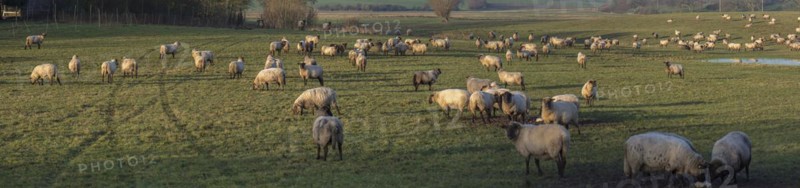 Black-headed domestic sheep (Ovis gmelini aries) on pasture, Mecklenburg-Western Pomerania, Germany, Europe