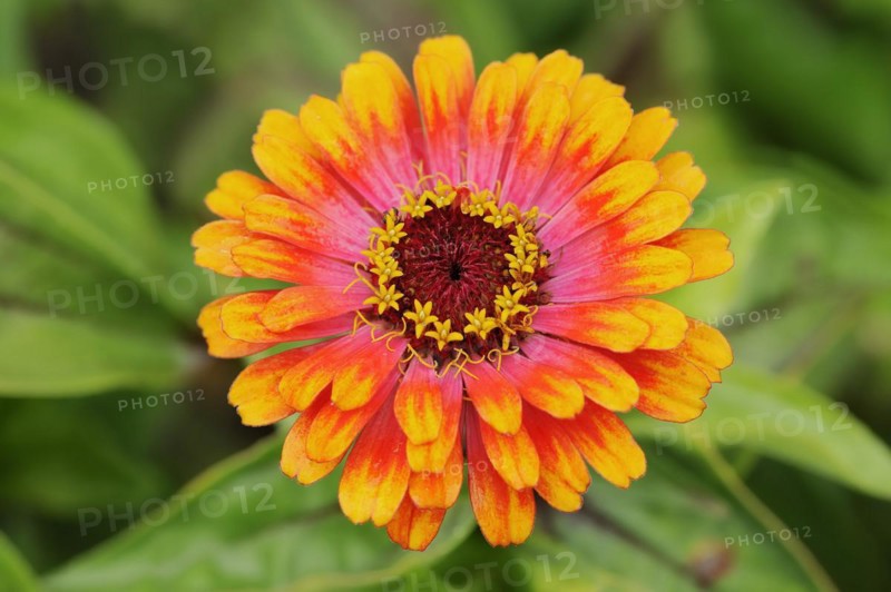 Zinnia 'Sombrero' (Zinnia elegans, Zinnia violacea), flower, ornamental plant, North Rhine-Westphalia, Germany, Europe