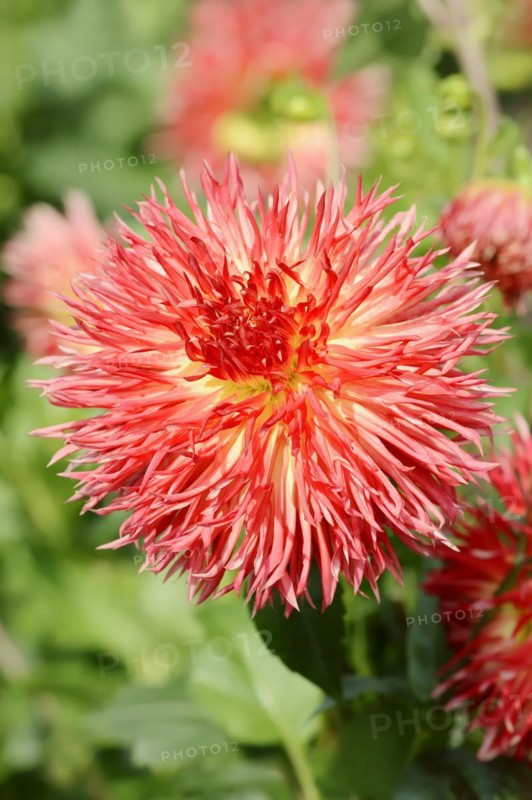 Dahlia 'Karen' (Dahlia Hybride), flower, ornamental plant, North Rhine-Westphalia, Germany, Europe