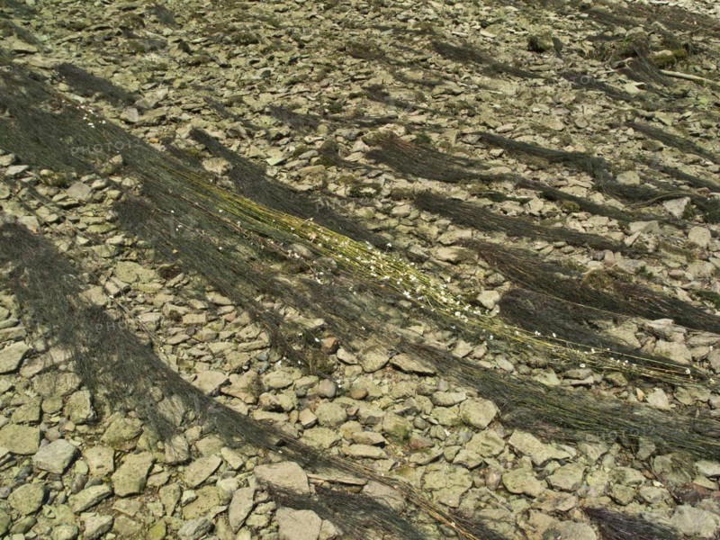 Flooding buttercup, Ranunculus fluitans, Danube seepage near Immendingen, Tuttlingen district, Baden-Wuerttemberg, Germany, Europe